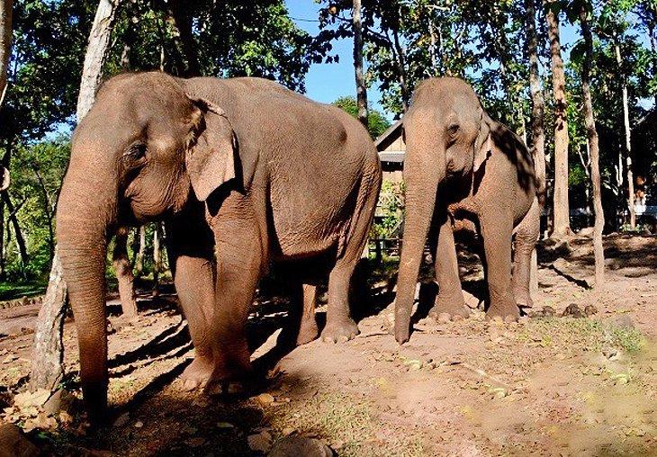 Atracciones Turísticas y Cosas que Hacer en Laos