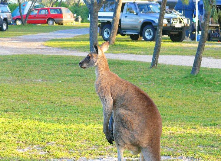 Campings et parcs de caravanes à Noosa