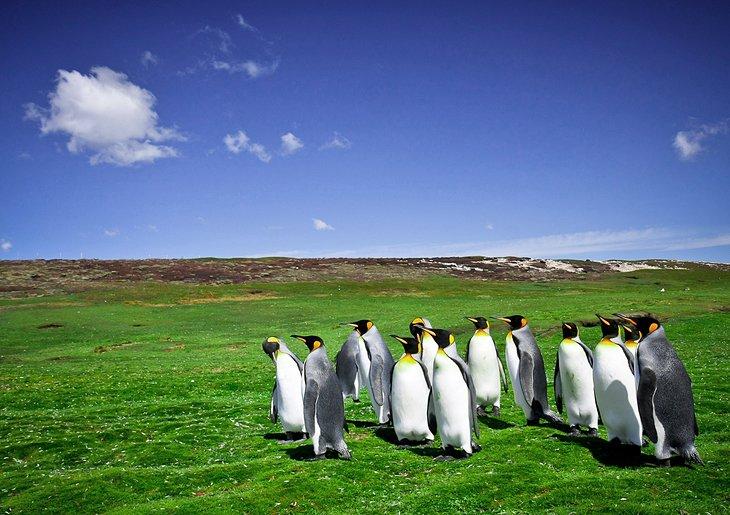 Îles Falkland en Images : Belles Endroits à Photographier