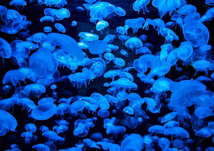 Attractions & Choses à Faire à Montpellier
