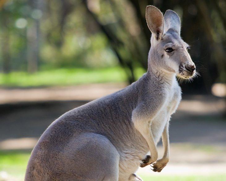 Touristenattraktionen in den Dandenong Ranges