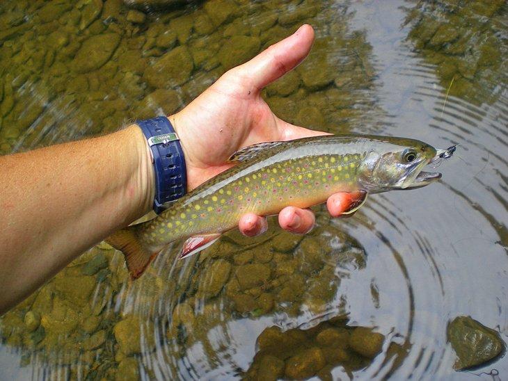 Ríos y Lagos para la Pesca de Truchas en Virginia Occidental