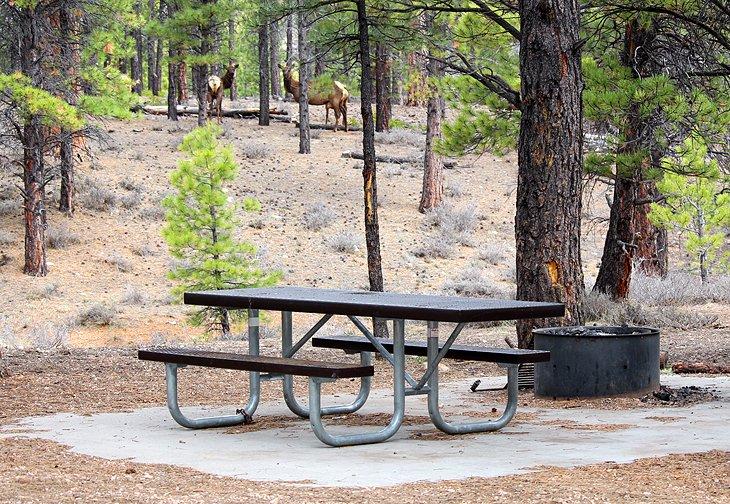 Campings près du parc national de Bryce Canyon