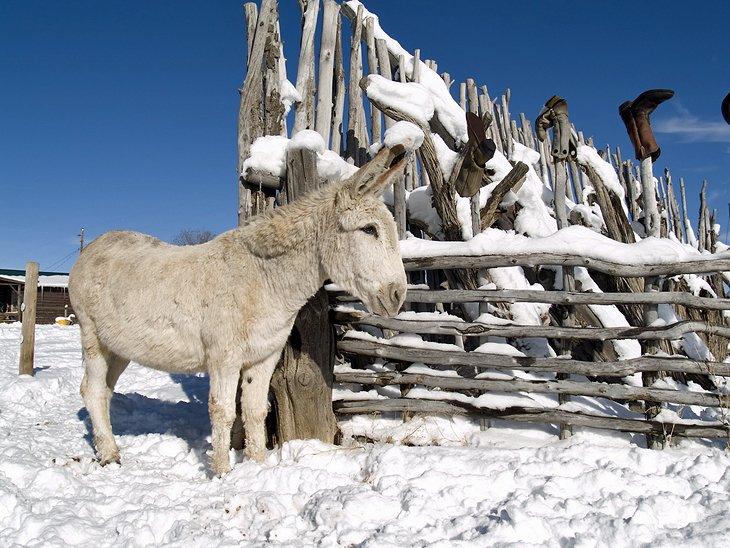 Attractions et choses à faire à Taos