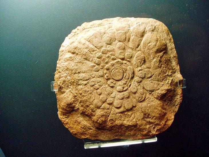 Sehenswürdigkeiten und Aktivitäten im Naturhistorischen Museum in London
