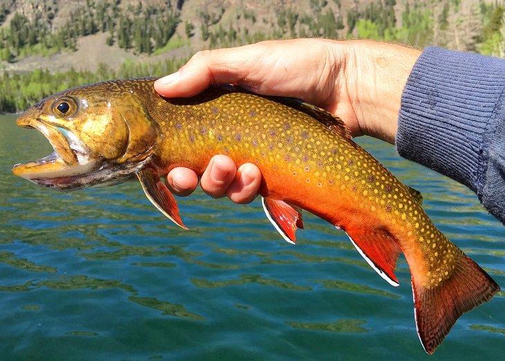 Orte für Fliegenfischen in Montana