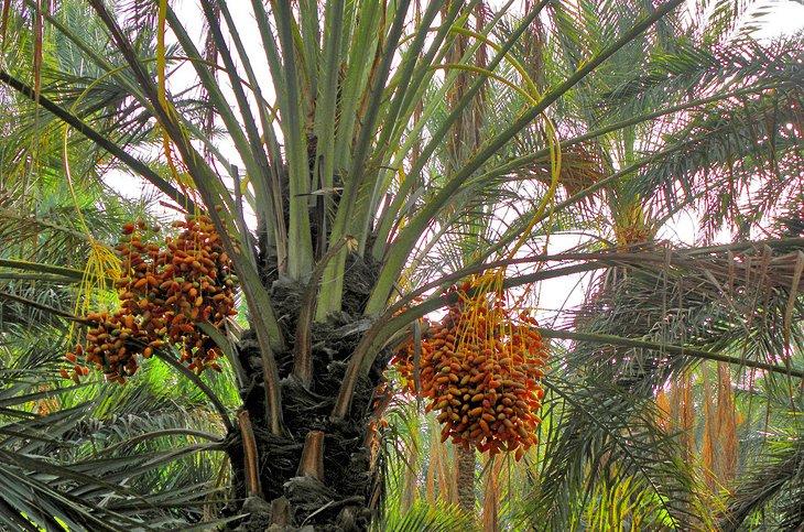 Explorando la Palmeraie de Tozeur: Guía para Visitantes