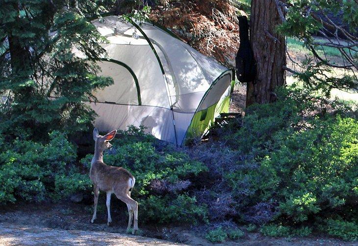 Campings à South Lake Tahoe, CA