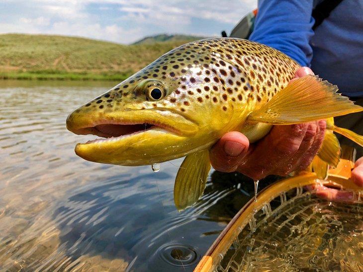 Destinos de pesca con mosca en Wyoming