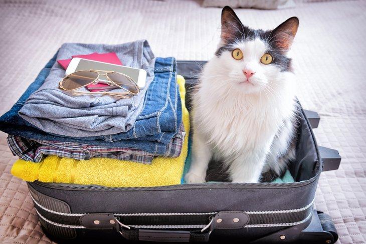 Chaînes hôtelières acceptant les animaux de compagnie
