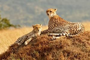 Guía de Viaje por África y el Medio Oriente