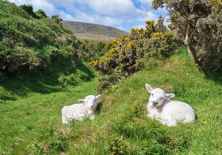 Cosas que Hacer en Dingle, Irlanda