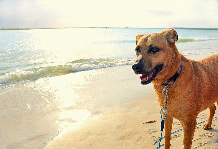 Plages acceptant les chiens en Floride