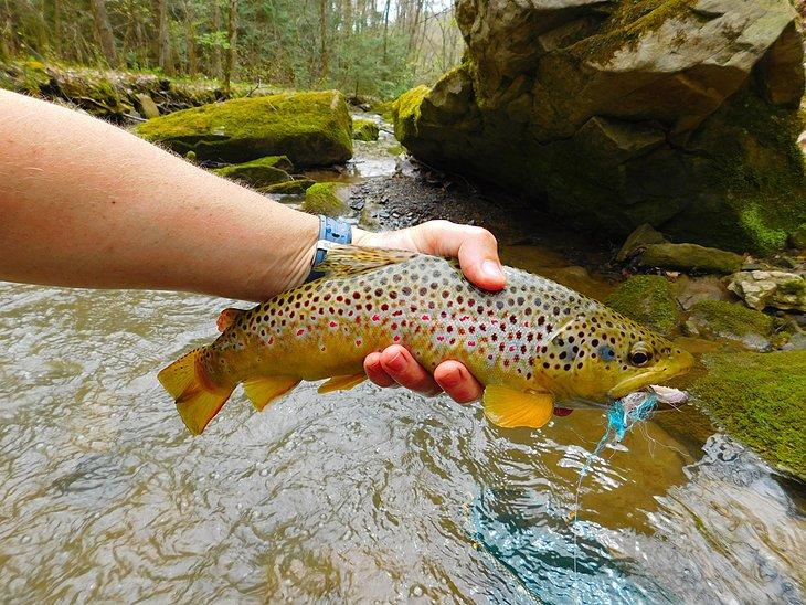 Regiones de Pesca con Mosca en Pennsylvania