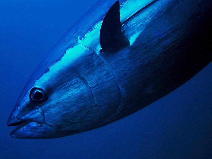 Destinos de pesca en Australia