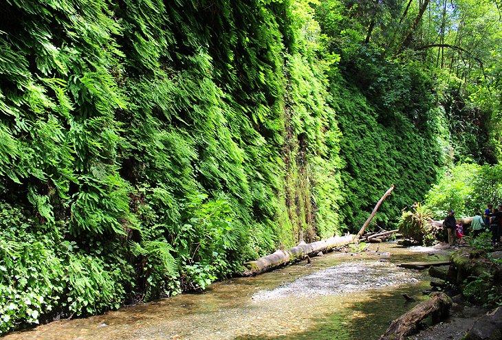 Caminatas en los Parques Nacional y Estatal de Redwood, CA