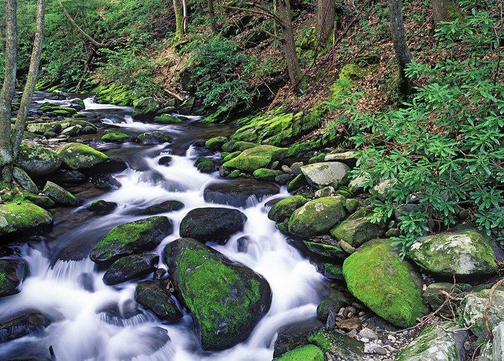 Destinos de Pesca con Mosca en Tennessee